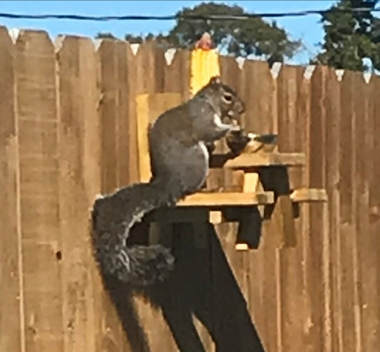 Squirrel Picnic Table